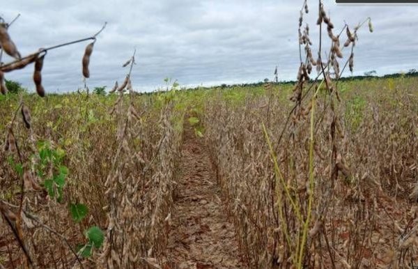 El año pintaba bien para la producción de soja pero ahora se teme no llegar ni a los 8 millones de toneladas - ADN Paraguayo