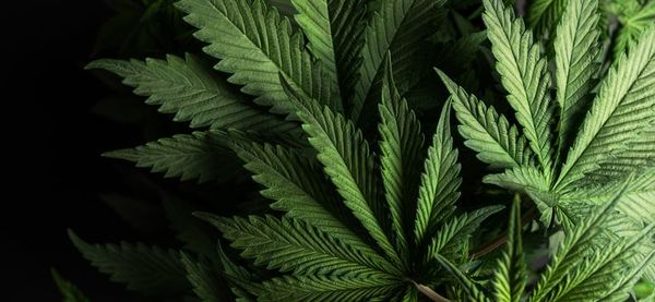 La ONU reconoce oficialmente las propiedades medicinales del cannabis  - Mundo - ABC Color