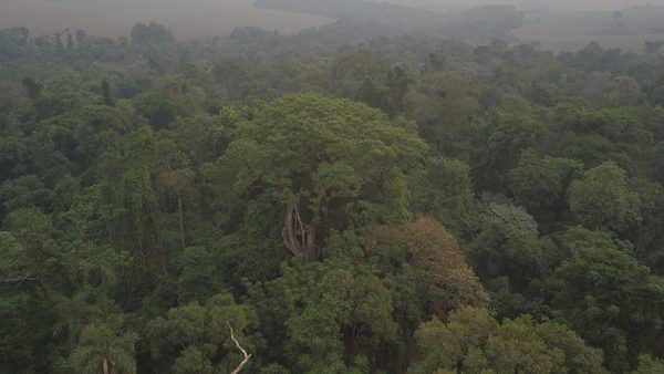 Ley de Deforestación Cero: "Si no se mantiene vigente, sería el punto final del Bosque Atlántico en la Región Oriental" » Ñanduti