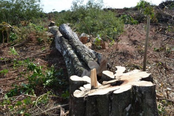 Diputados plantearán que se amplíe por 3 años el plazo de la "Ley de Deforestación Cero" » Ñanduti