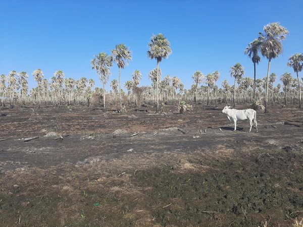Asisten a productores afectados por incendios y sequía en el Chaco