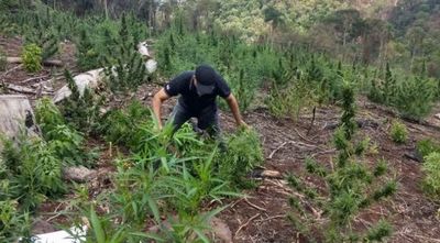 Senad destruye plantaciones de marihuana en bosques protegidos de Itapúa