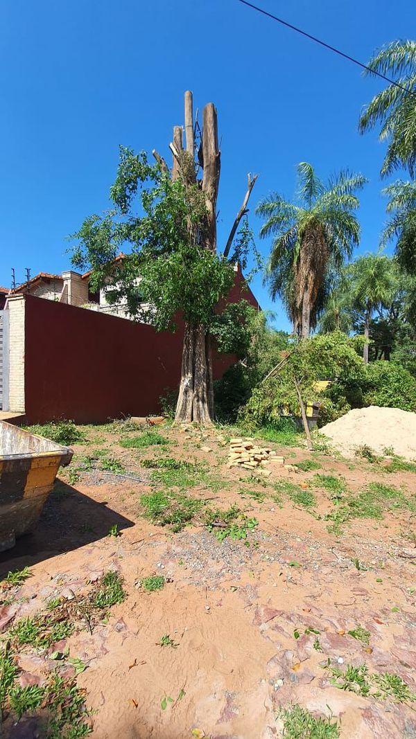 Drástica poda fuera de época de un añoso árbol - Nacionales - ABC Color