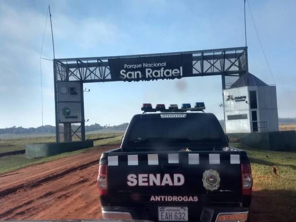 Senad destruye plantaciones de marihuana en bosques protegidos de Itapúa