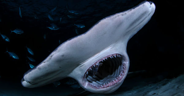 Buzo es atacado por un tiburón martillo y logra escapar tras golpearlo con el bastón de su cámara - C9N