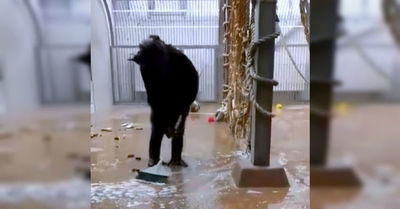 El chimpancé más limpio del mundo: encontró una escoba olvidada y la utilizó para limpiar su jaula - C9N