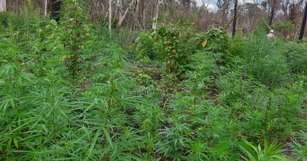 La Nación / Reserva San Rafael: tras incendios, ingresan a eliminar plantaciones de marihuana