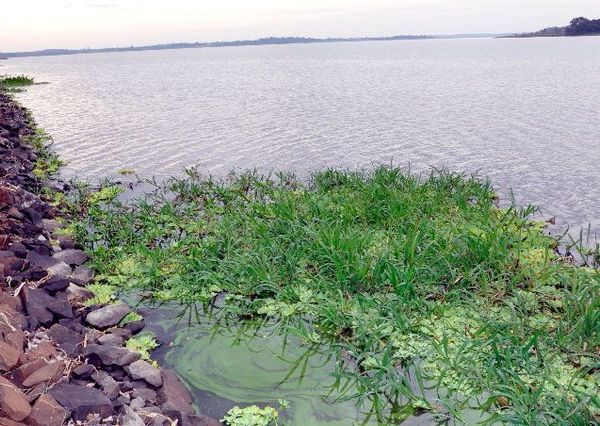 Investigan mortandad de peces en el Tacuary - Nacionales - ABC Color