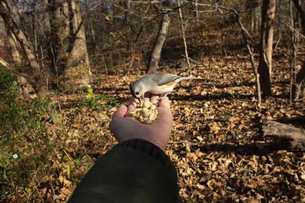 ¿El nuevo hobby anti-covid en Nueva York? Avistar aves en Central Park - Mascotas - ABC Color