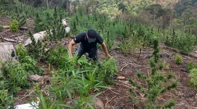 SENAD DESTRUYE PLANTACIONES DE MARIHUANA EN BOSQUES PROTEGIDOS DE ITAPÚA