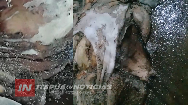 GRAL. DELGADO: FAENAN ANIMALES ENTRE GUSANOS Y MOSCAS EN EL MATADERO MUNICIPAL