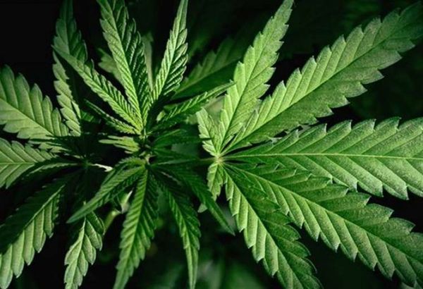 Ahora la cannabis ya no es peligrosa, según la ONU