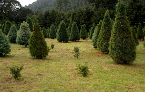 Productores mexicanos ponen en venta más de 500.000 árboles de Navidad - MarketData