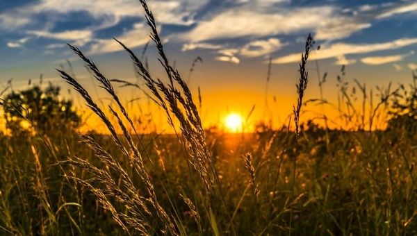 ¿Cuáles son las claves para un sistema agroalimentario eficiente en la post pandemia?