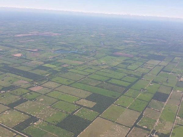Senado aprueba extender por 10 años Ley de Deforestación Cero