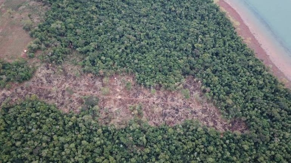 HOY / Senadores extienden ley de deforestación cero por 10 años