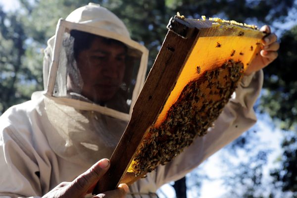La miel gana peso como sustento económico en pueblos olvidados de México - MarketData