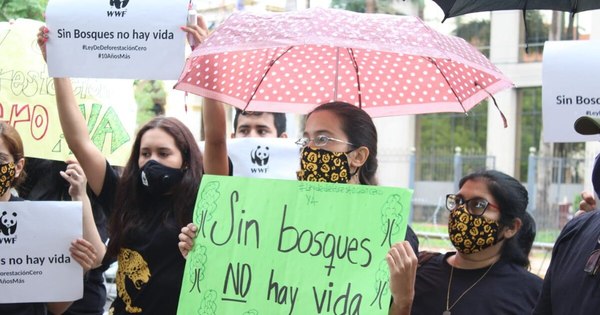 La Nación / Senado aprueba ampliación de Ley de Deforestación Cero