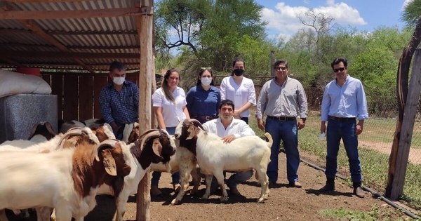 La Nación / Apuntan a mejorar producción caprina en calidad y cantidad en el Chaco