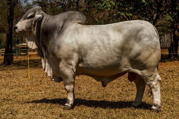 El Brahman paraguayo se luce con el premio al segundo mejor toro del continente