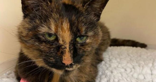 La increíble historia de Kiki, una gata que escapó de casa y se reencontró con su familia 7 años después - C9N