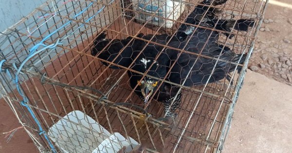 La Nación / Rescatan a un halcón herido en Capitán Bado