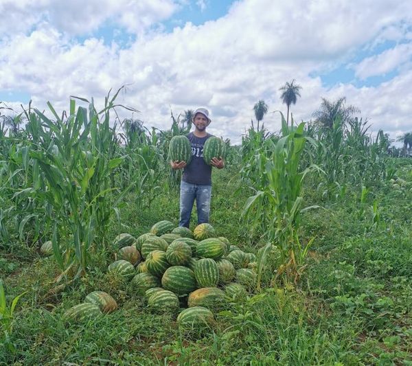 Resaltan buen rendimiento productivo de sandía en Carapeguá - Nacionales - ABC Color