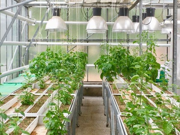 Describen la oculta y competitiva vida subterránea de las plantas