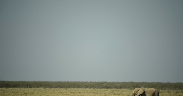 La Nación / Namibia pone en venta 170 elefantes debido a la sequía