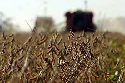 Brasil, abastecedor mundial de soja, recibe de EE.UU. carga récord del grano - MarketData