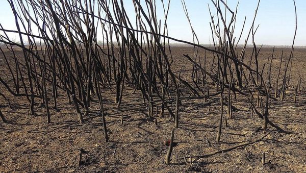 Argentina declara emergencia ambiental en la zona del Delta del Río Paraná