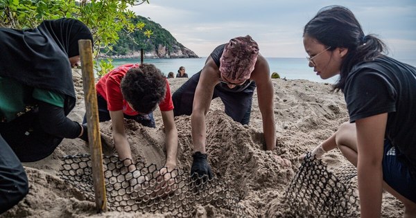 La Nación / Hallan en Ecuador nido de la enorme tortuga laúd, especie en riesgo de extinción