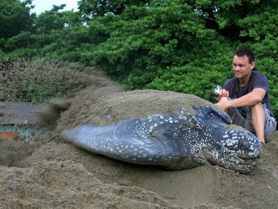 Hallan en Ecuador nido de la enorme tortuga laúd, especie en riesgo de extinción