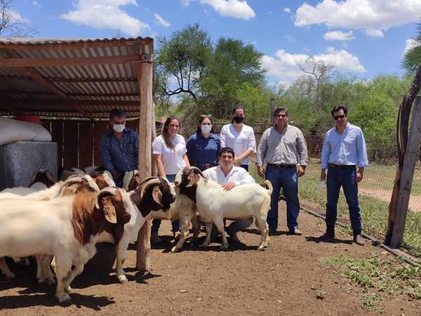 Viceministerio entrega reproductores caprinos de alta genética en el Chaco Central | .::Agencia IP::.