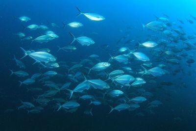 El análisis del ADN ambiental permite saber el número de peces de los océanos - Ciencia - ABC Color