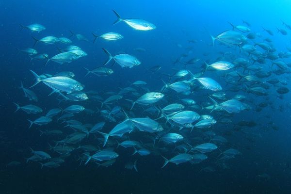 El análisis del ADN ambiental permite saber el número de peces de los océanos - Ciencia - ABC Color