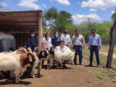 Chaco Central: Entregan reproductores caprinos de alta genética a productores