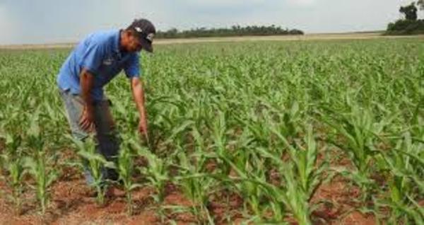 Microseguro agrícola como respaldo para pequeños productores