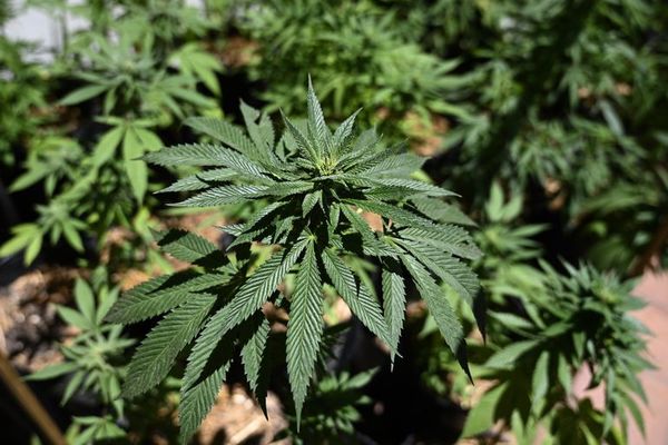 Ley histórica sobre despenalización del cannabis avanza en Congreso de EE.UU. - Mundo - ABC Color