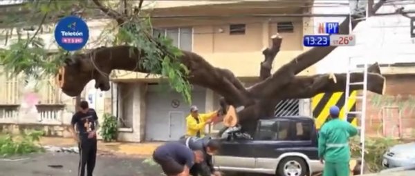Enorme árbol cayó sobre un vehículo en plena vía pública | Noticias Paraguay