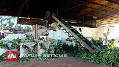 HABILITACIÓN DE SECADERO AUMENTARÁ GANANCIAS A PRODUCTORES DE YERBA MATE