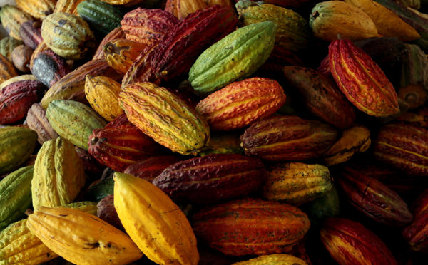 Campesinos unen fuerzas para mover con cacao la economía de un pueblo colombiano - MarketData