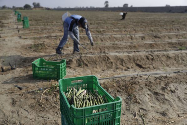 "Esclavos" de la boyante agroindustria exportadora del Perú - MarketData