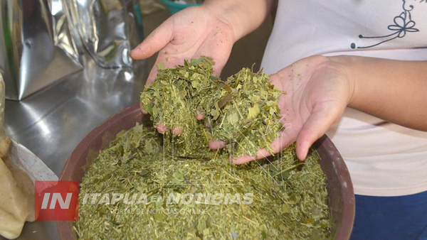 YERBATEROS DE EDELIRA PRODUCIRÁN HIERBAS MEDICINALES CON FINES INDUSTRIALES