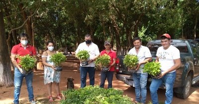 La Nación / Entregan 3.000 plantines de eucalipto a productores de Maracaná