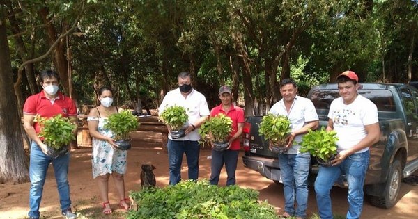 La Nación / Entregan 3.000 plantines de eucalipto a productores de Maracaná