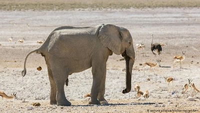 Namibia pone a la venta 170 elefantes
