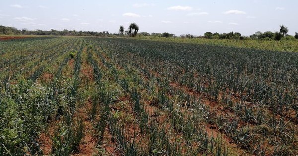 La Nación / La producción de cebolla es baja por primitivo modelo de siembra