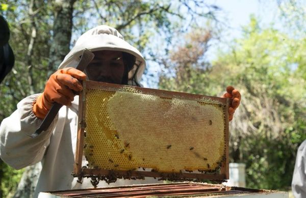 Encadenamientos empresariales rurales para hacer rentable al agro - Económico - ABC Color