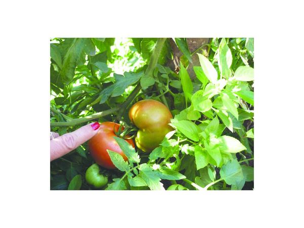 Agencia israelí capacitará sobre producción de tomate